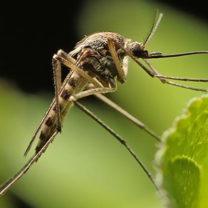 Mosquitoes   Photo